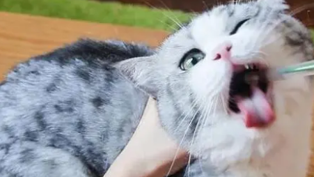 宠物猫怎么体外驱虫
