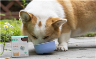 猫咪吃的益生菌在哪里买