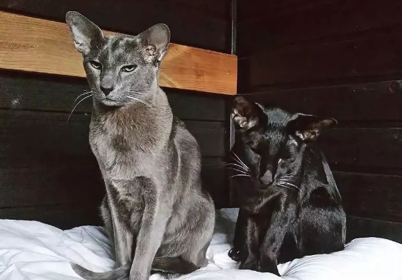 东方短毛猫怎么养?来这里get下吧 东方短毛猫怎么养?来这里get下吧