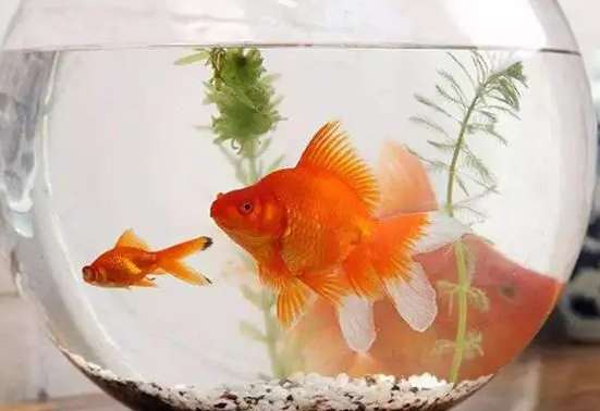 没有氧气的小鱼缸应该怎么养鱼