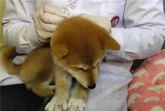 狗狗体外驱虫疼吗