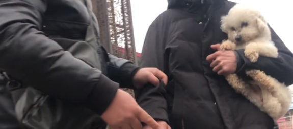 小伙狗市买比熊，不想却遇狗狗原主人