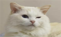 猫大小眼是怎么回事?是这个原因