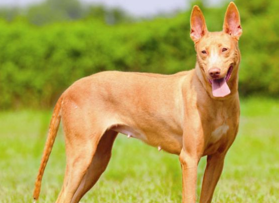 法老王猎犬好养吗?想养的人来看看吧 法老王猎犬好养吗?想养的人来看看吧