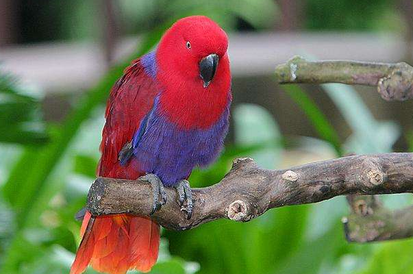 折中鹦鹉能长多大?想养的看看!