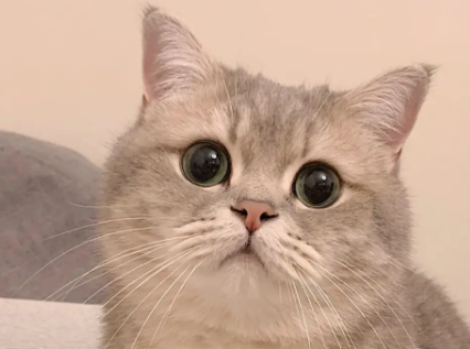 赛级猫是什么意思？来了解下吧
