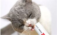 猫条在哪有卖的