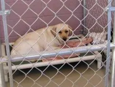 开个小型犬舍一年赚多少 开个小型犬舍一年赚多少