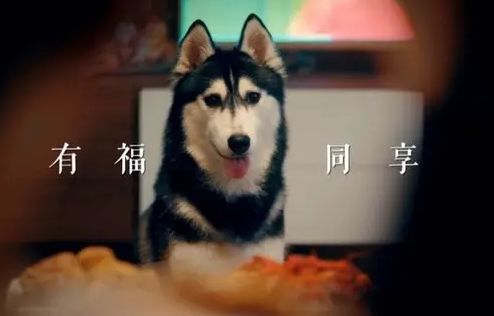 比利福品牌TVC：有“福”同享，宠TA不弃