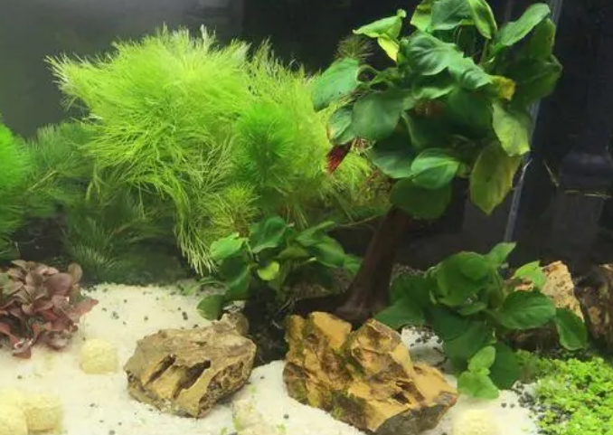 新鱼缸如何开缸养水草