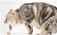 猫呕吐是什么原因?家里有猫的看过来。