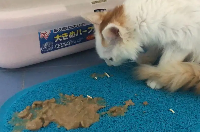 猫吃东西就吐怎么回事？主人一定要重视
