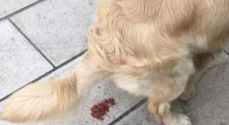 狗狗不吃东西还拉血怎么回事?我来告诉你 狗狗不吃东西还拉血怎么回事?我来告诉你