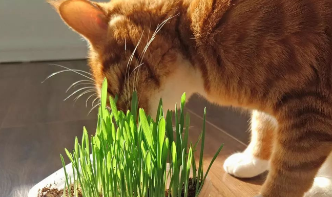 猫草多久长出来 猫草多久长出来
