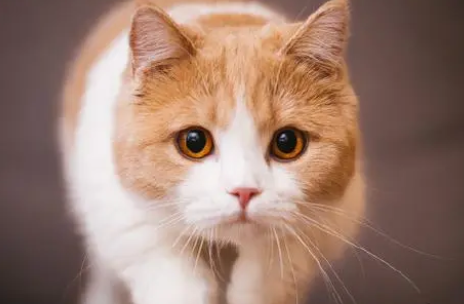 猫吃老鼠对身体好吗 猫吃老鼠对身体好吗