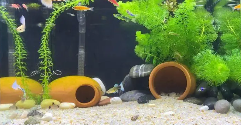 鱼缸种满水草后怎样翻缸 鱼缸种满水草后怎样翻缸
