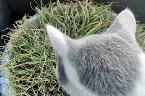 猫草对猫有什么作用 猫草对猫有什么作用