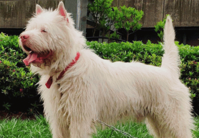 下司犬适合家养吗？想养的来了解下吧
