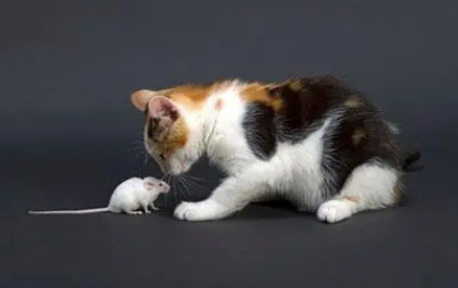 猫为什么把抓的老鼠带回家？主人不要大惊小怪。