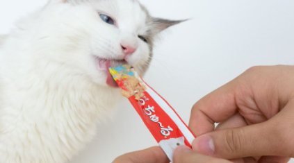 猫条可以吃多少