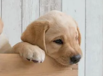 金毛幼犬价格有500元的吗？想养的人来get下吧