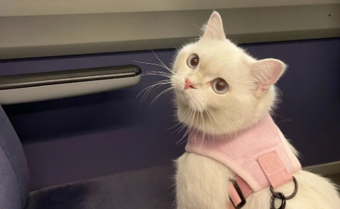 猫咪可以上高铁动车吗？一定要了解