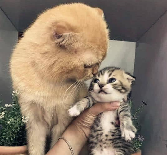 大橘猫当爹，第一次看到自己的小宝宝越看越不像