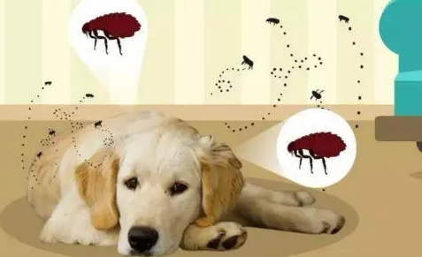 狗狗体外驱虫能杀死体内寄生虫