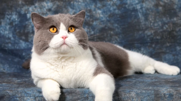 英短蓝猫丁香色值钱吗？这些宠主该知道！