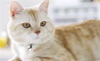 一个多月的猫吃什么比较好？喂养需知~