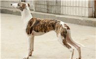 惠比特犬怎么养？详细饲养心得分享