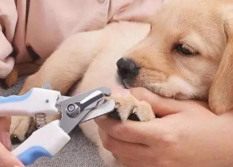 狗狗指甲能剪吗