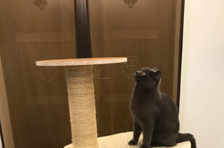 猫爬架麻绳应选多少毫米 猫爬架麻绳应选多少毫米