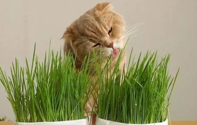 猫草要怎么喂