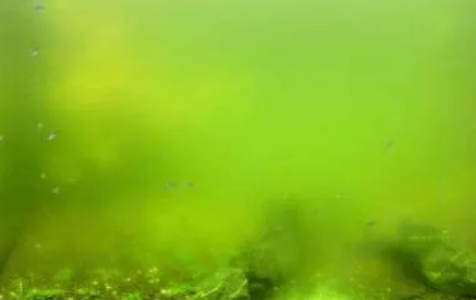 鱼缸水变绿正确处理方法