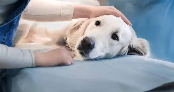 狗狗喘咳吃什么药