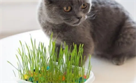 怎么种猫草水培