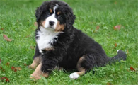伯恩山犬饲养方法是?主人来看看吧