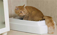 猫为什么拉完屎都要闻一下？想知道看这篇文章
