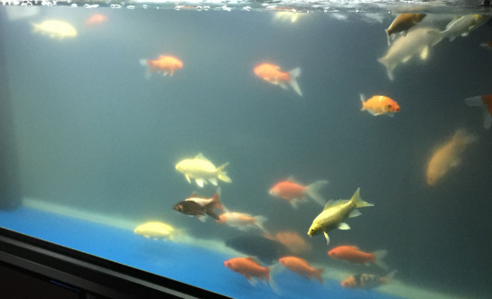 鱼缸水总浑怎么办