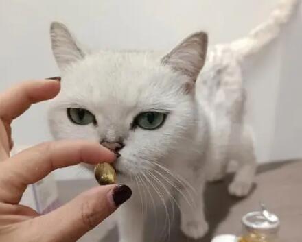 猫怎么喂鱼油