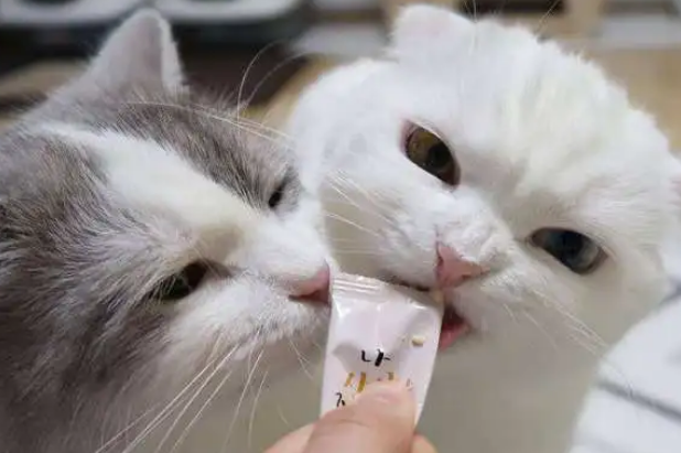 小猫能吃多少猫条