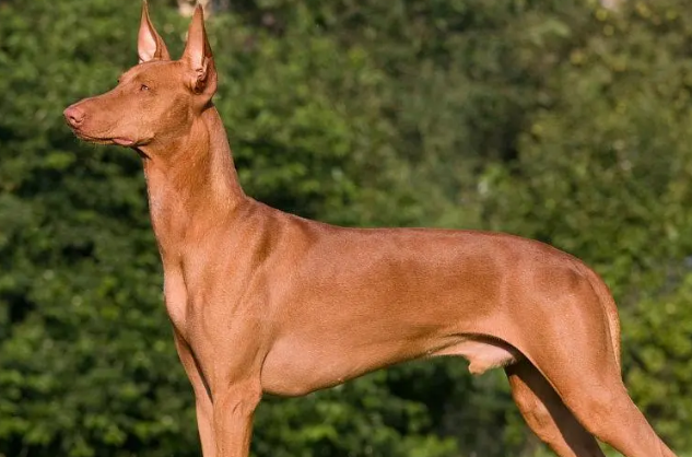 法老王猎犬好养吗?想养的人来看看吧 法老王猎犬好养吗?想养的人来看看吧