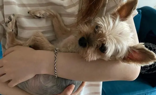 狗狗忽然哼唧粘人怎么回事？它可能是饿了