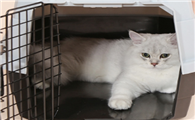 航空箱猫咪多少钱