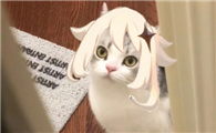 七七和猫猫哪个好