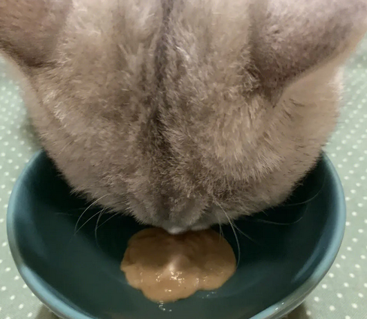 小猫能吃猫条吗