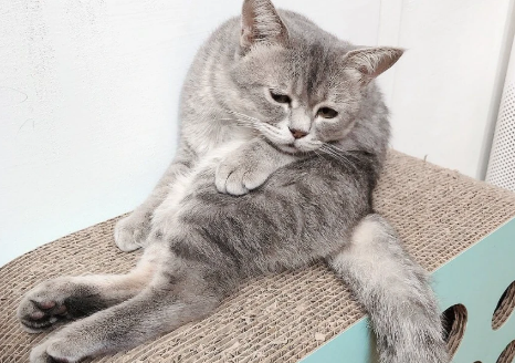 猫界“忧郁哥”走红,沮丧小脸引人注目,被收养后360°大转变 猫界“忧郁哥”走红,沮丧小脸引人注目,被收养后360°大转变