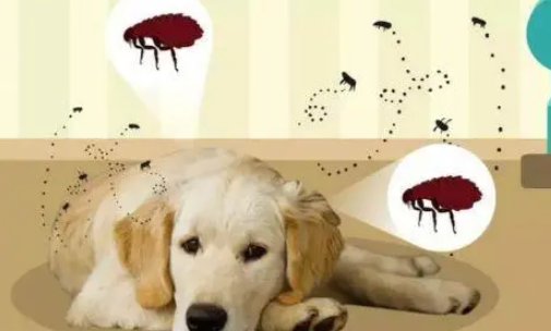 宠物狗怎样驱虫体外 宠物狗怎样驱虫体外