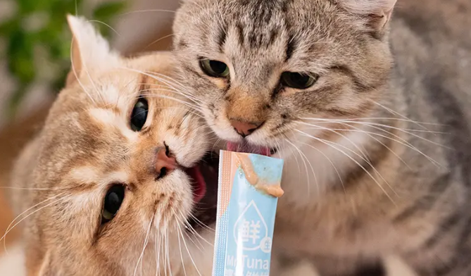 幼猫一天能吃几根猫条